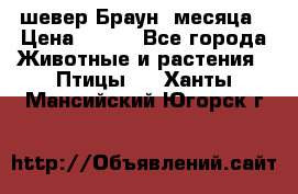 шевер Браун 2месяца › Цена ­ 200 - Все города Животные и растения » Птицы   . Ханты-Мансийский,Югорск г.